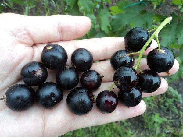 smorodina chernyj zhemchug 2 smorodina chernyj zhemchug 2
