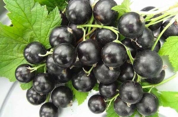 smorodina chernyj zhemchug 3 smorodina chernyj zhemchug 3