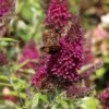 sommerflieder schmetterlingsstrauch buzz wine m114377 w 6