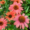 sonnenhut echinacea purpurea papallo classic dragon fruit