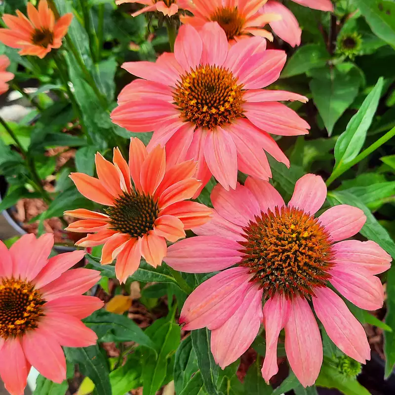 sonnenhut echinacea purpurea papallo classic dragon fruit sonnenhut echinacea purpurea papallo classic dragon fruit