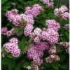 spiraea japonica little princess 2 1