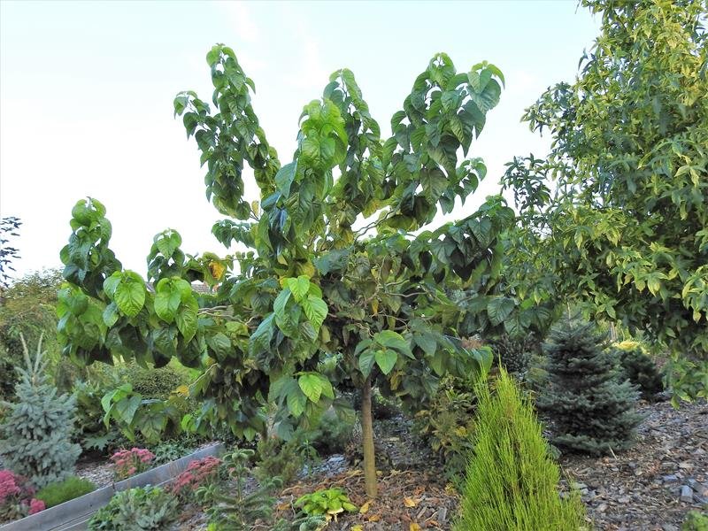 spirata 3 spirata 3
