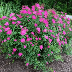 spirea neon flash 600x600 mckay photo 2