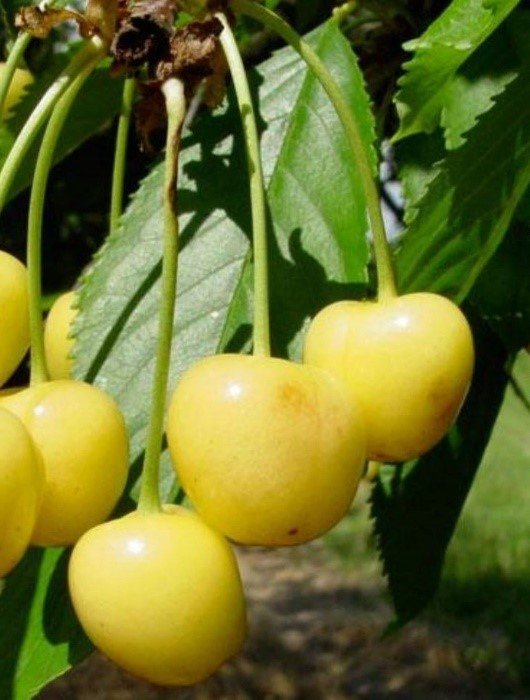 starkgold starkgold