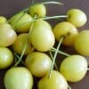 starkgold1