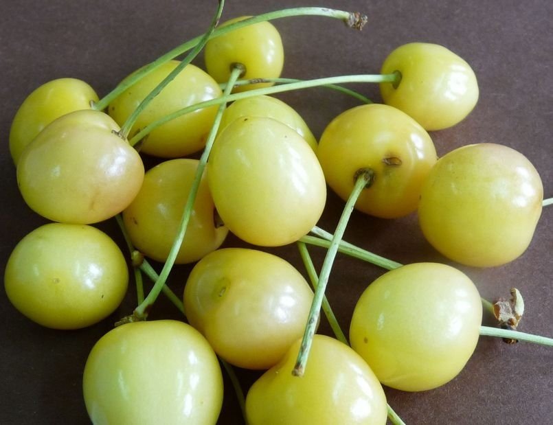 starkgold1 starkgold1