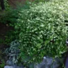 stefanandra karpytalape crispa c2