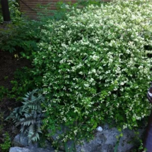 stefanandra karpytalape crispa c2