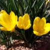 sternbergia lutea 1