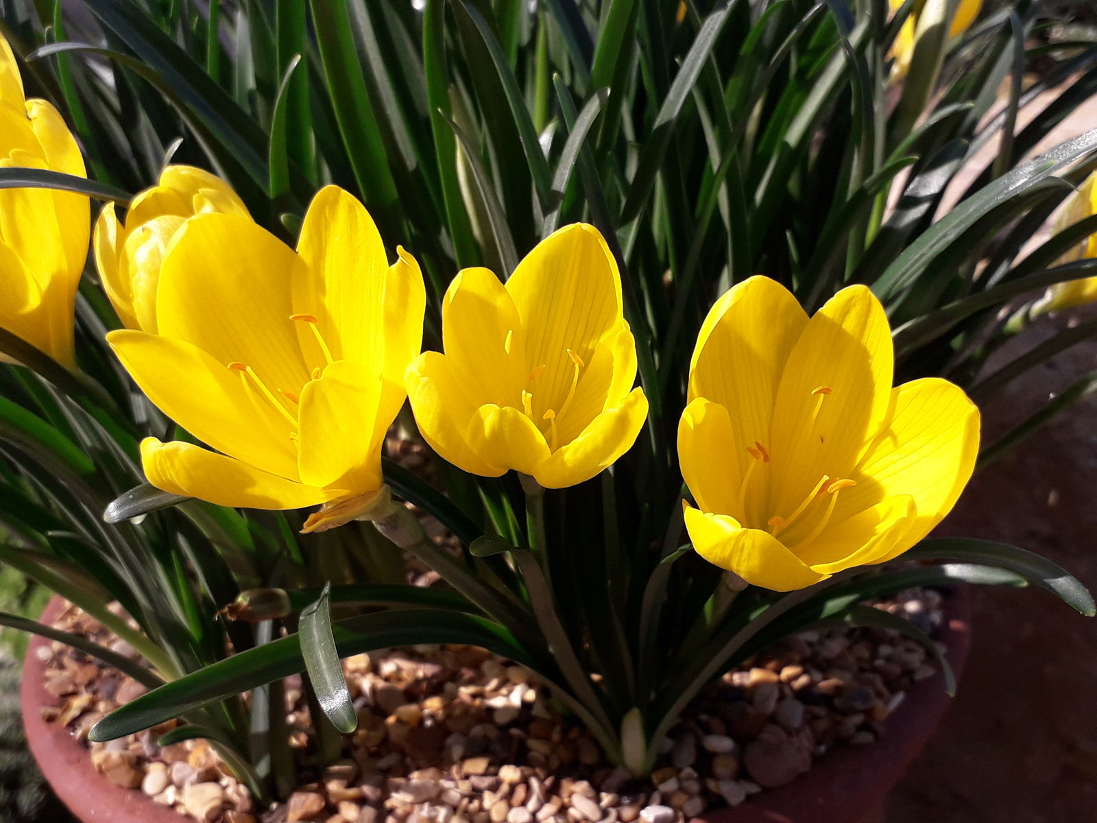 sternbergia lutea 1 sternbergia lutea 1