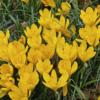 sternbergia lutea1