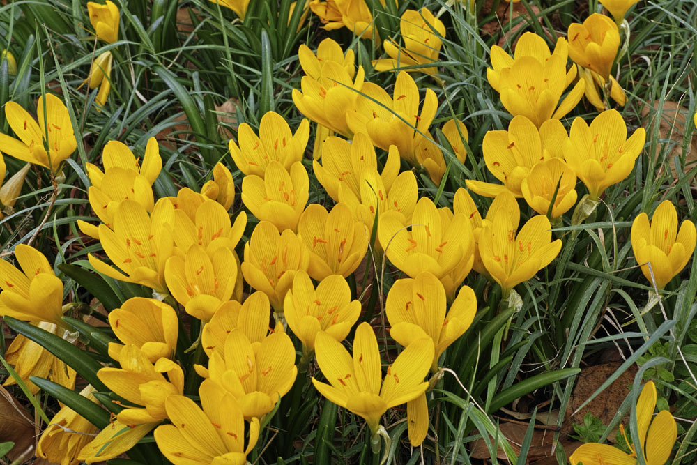 sternbergia lutea1 sternbergia lutea1
