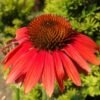 sunseekers scarlet v