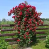 sympathie german climbing rose bred by w kordes sons 163809