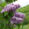 syringa vulgaris katherine havemeyer 700x700 1