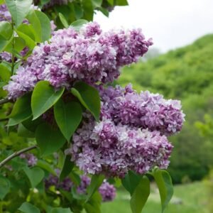 syringa vulgaris katherine havemeyer 700x700 1