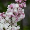 syringa vulgaris krasavitsa moskvy beauty of moskow lilac 1
