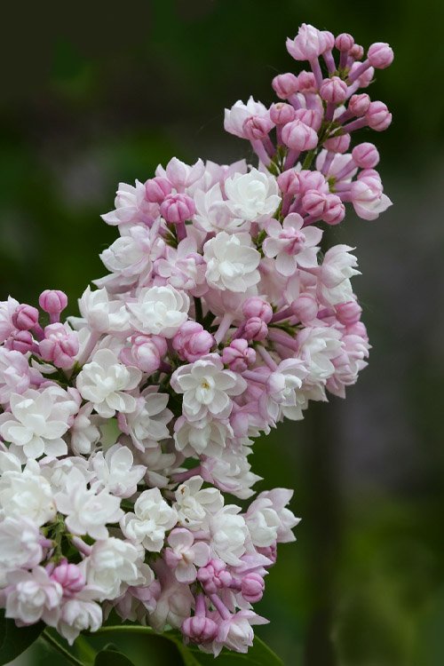 syringa vulgaris krasavitsa moskvy beauty of moskow lilac 1 syringa vulgaris krasavitsa moskvy beauty of moskow lilac 1