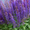szalwia sensation medium violet salvia nemorosa sensation medium violet
