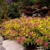 tawula japonska magic carpet walbuma spirea japonica