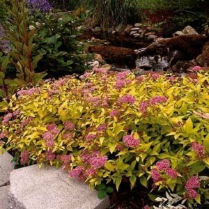 tawula japonska magic carpet walbuma spirea japonica