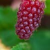 tayberry