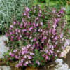 teucrium chamaedrys1 1