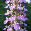 teucrium chamaedrys1 2