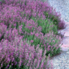 teucrium chamaedrys1 3