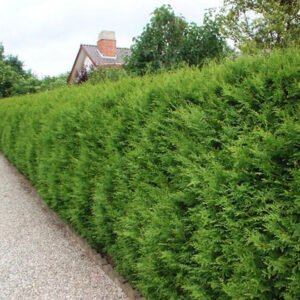 tuja vakarine thuja occidentalis brabant