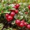 vaccinium macrocarpon ben lear c1ed8419bcff4067855e17ff494bc342