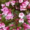 veigela foliis purpureis 600x450 1