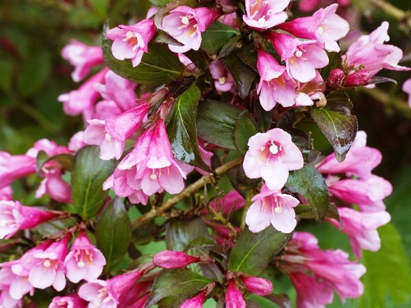 veigela foliis purpureis 600x450 1 veigela foliis purpureis 600x450 1