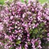 veigela nana purpurea 600x450 1