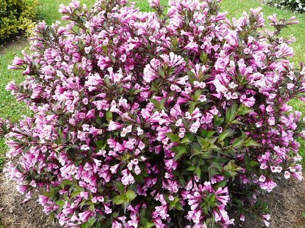 veigela nana purpurea 600x450 1 veigela nana purpurea 600x450 1