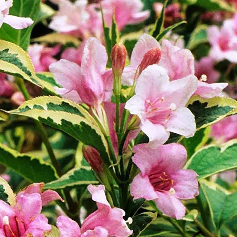 veigele graziaziede nana variegata veigele graziaziede nana variegata