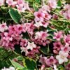 veigele graziaziede nana variegata 1