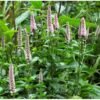 veronica spicata first choice przetacznik klosowy