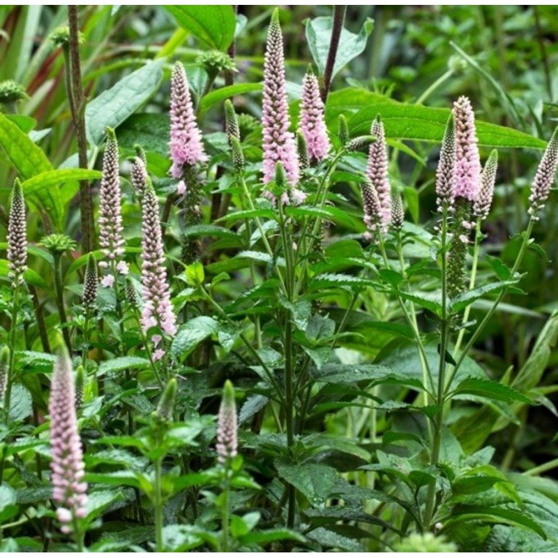 veronica spicata first choice przetacznik klosowy veronica spicata first choice przetacznik klosowy