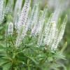 veronica spicata snow candles spike speedwell flowers