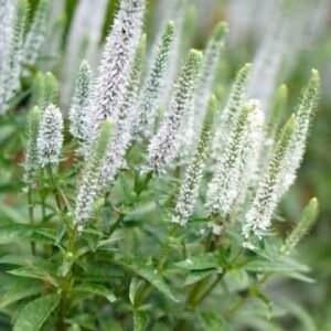 veronica spicata snow candles spike speedwell flowers