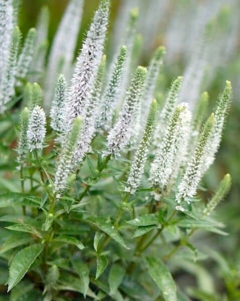 veronica spicata snow candles spike speedwell flowers veronica spicata snow candles spike speedwell flowers