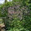 vingiris purple wings