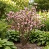 viorne d hiver x bodnantense charles lamont
