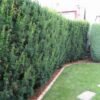 vyrd11 275taxus x media hicksii 3