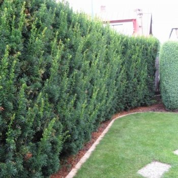 vyrd11 275taxus x media hicksii 3 vyrd11 275taxus x media hicksii 3
