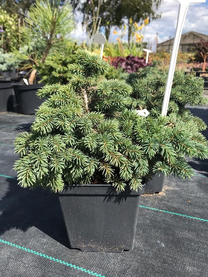 waldbrunn waldbrunn
