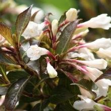 weigela black and white 7880 1 weigela black and white 7880 1