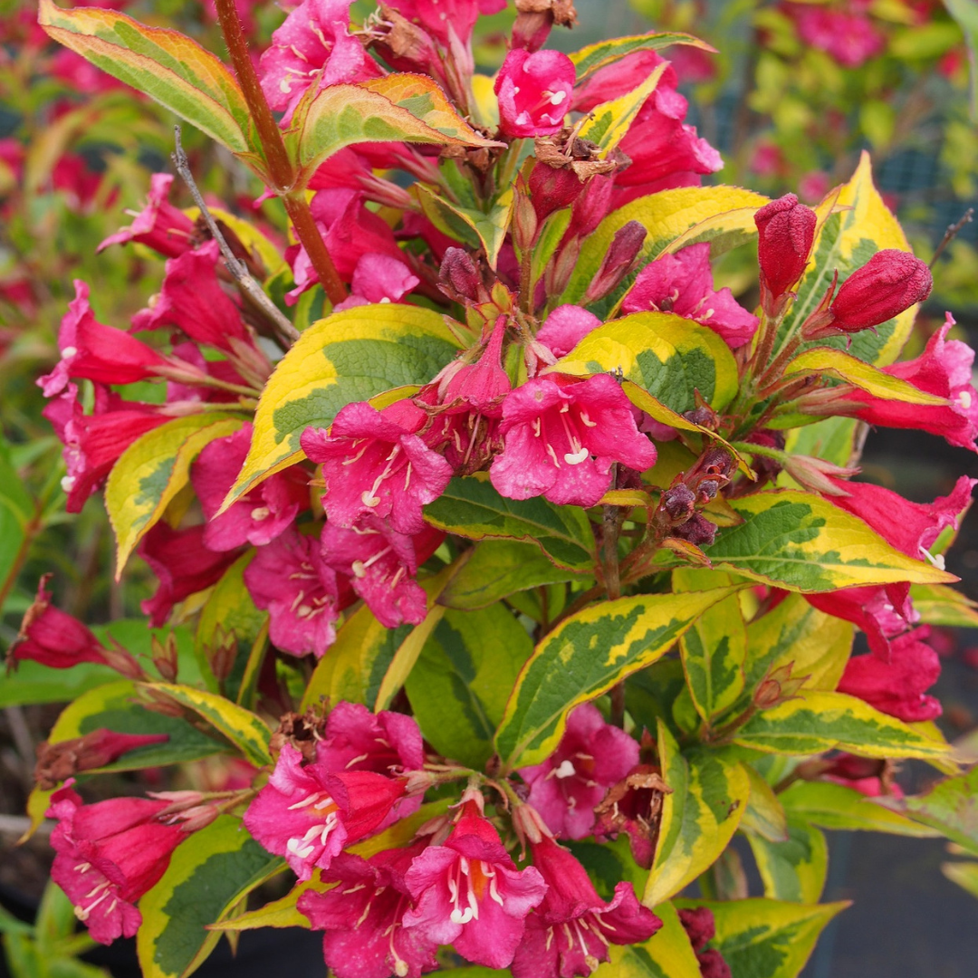 weigela florida moulin rouge 6e6 weigela florida moulin rouge 6e6